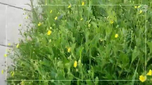 路边的野花不要采视频,守护自然之美